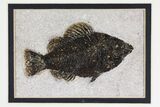 Framed Fossil Fish (Cockerellites) - Wyoming #144127-1